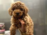 Mikro Poodle Yavrular