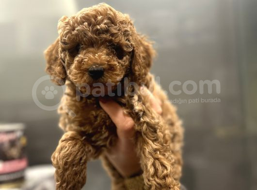 Mikro Poodle Yavrular görsel