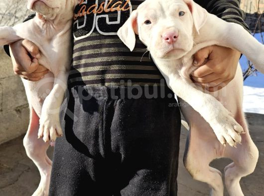 3 Aylık 1 Dişi 1 Erkek Safkan Dogo görsel
