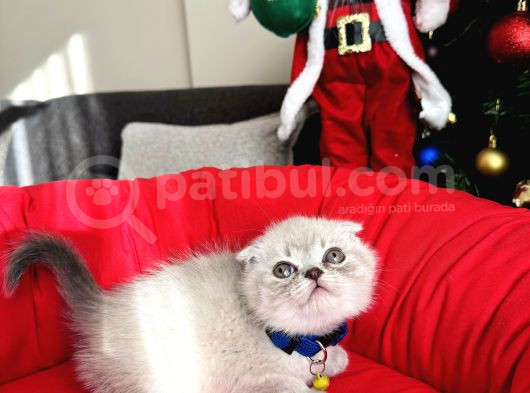 Scottish Fold Lynx Point Bebekler
