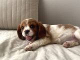 Cavailer king charles yavru  ücretsiz