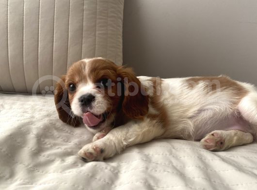 Cavailer King Charles Yavru  Ücretsiz