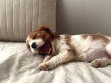 Cavailer King Charles Yavru  Ücretsiz