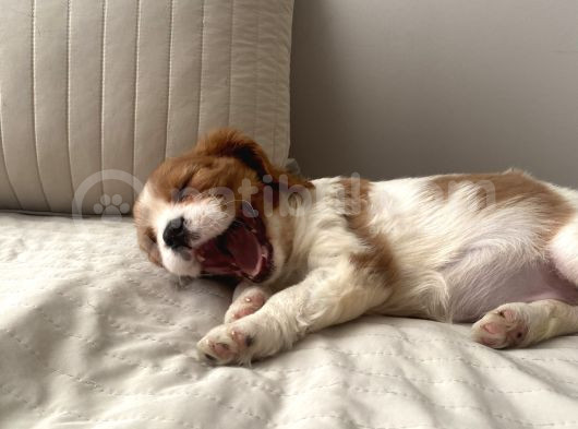Cavailer King Charles Yavru  Ücretsiz görsel