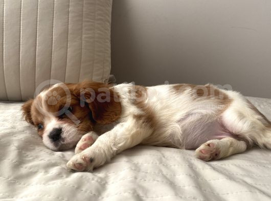 Cavailer King Charles Yavru  Ücretsiz görsel