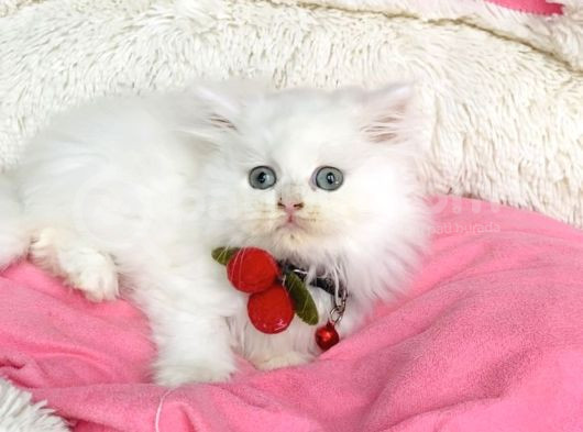 İnci Beyaz British Longhair Bebegim