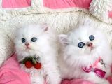 Özel Sevenlere Maviş Ns1133 British Longhair