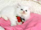 İnci Beyaz British Longhair Bebegim