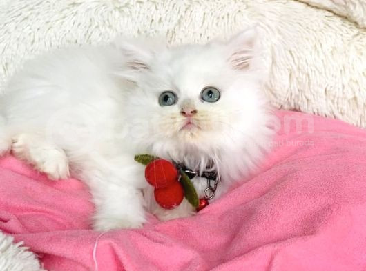 İnci Beyaz British Longhair Bebegim görsel