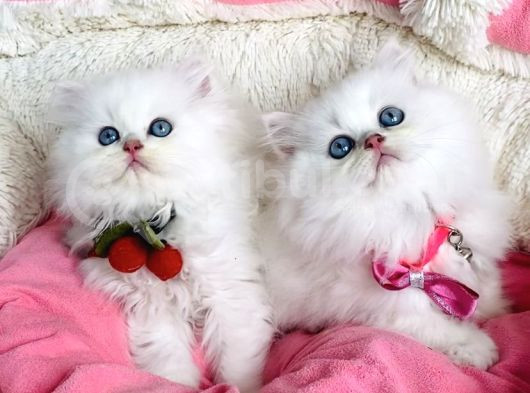 Özel Sevenlere Maviş Ns1133 British Longhair görsel