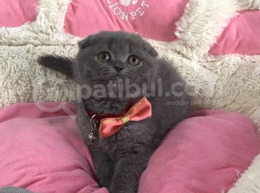 Ayı Suratlı Blue Scotısh Fold Bebeklerim görsel