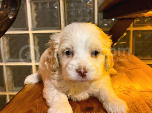 Ev Doğumu Maltipoo Yavrularımız