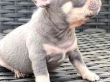 Frenchbulldog Exotic Renkler Lilac Tan Mavi Göz Blue