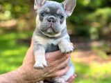 Frenchbulldog Exotic Renkler Lilac Tan Mavi Göz Blue