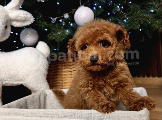 Yilbaşi Bebekleri̇ Toy Poodle Yavrulari görsel