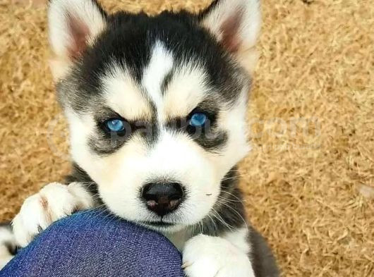 Ev Ortamindan Si̇bi̇rya Kurdu Bebekleri̇mi̇z görsel