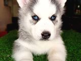 Husky Si̇bi̇rya Kurdu Yavrularimiz