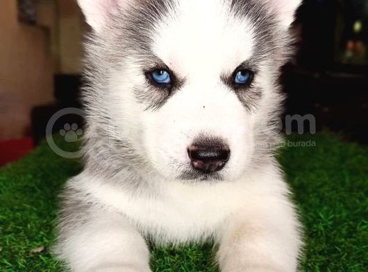Husky Si̇bi̇rya Kurdu Yavrularimiz görsel