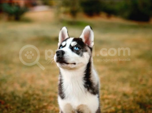 Husky Si̇bi̇rya Kurdu Yavrularimiz