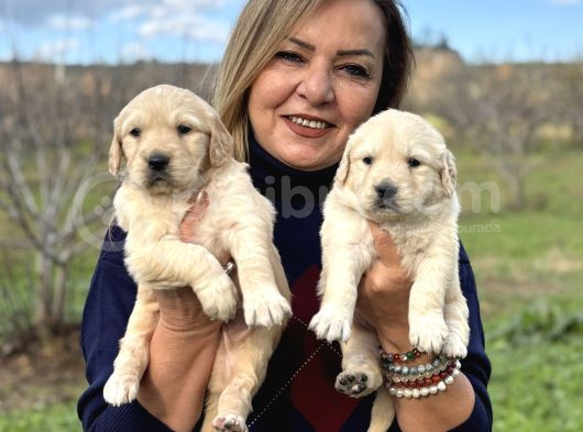 Muhteşem Jumbo Golden Retriever Yavrularımız görsel