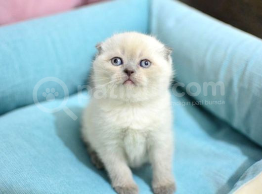 Yumoş Gibi Blue Point Scottish Fold görsel