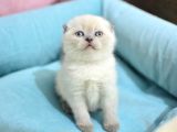 Yumoş Gibi Blue Point Scottish Fold
