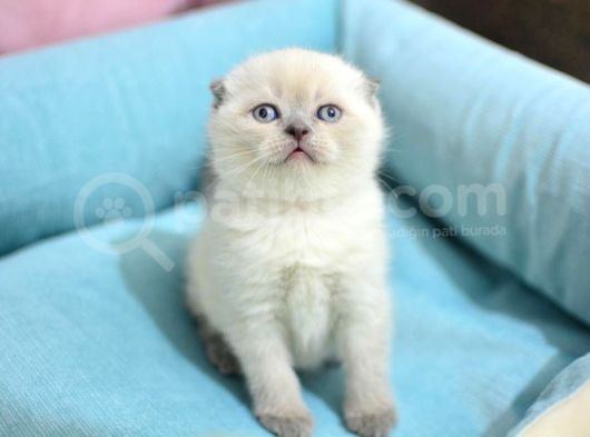 Yumoş Gibi Blue Point Scottish Fold görsel