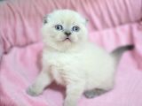 Yumoş gibi Blue Point Scottish Fold