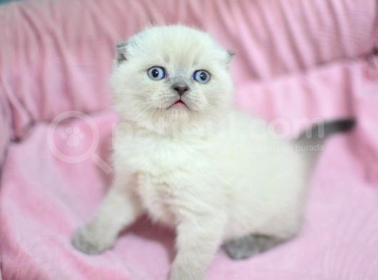 Yumoş Gibi Blue Point Scottish Fold