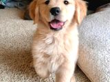 Bebek surat Dişi ve Erkek golden retriever yavrumuz