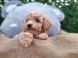 Yeni Yılda Evinizi Isıtacak Maltipoo Yavrularımız Sizlerle
