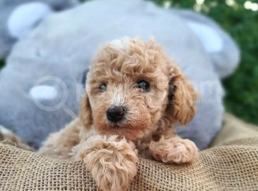 Yeni Yılda Evinizi Isıtacak Maltipoo Yavrularımız Sizlerle