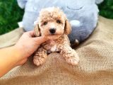 Yeni Yılda Evinizi Isıtacak Maltipoo Yavrularımız Sizlerle