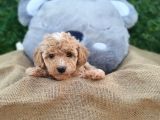 Yeni Yılda Evinizi Isıtacak Maltipoo Yavrularımız Sizlerle