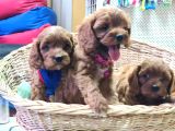 GERÇEK ORJİNAL A KALİTE CAVAPOO YAVRULAR