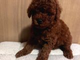 MUHTEŞEM ORJİNAL TOY POODLE YAVRULARIMIZ