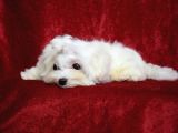 BASIK BURUN ORJİNAL MALTESE TERİER YAVRULAR
