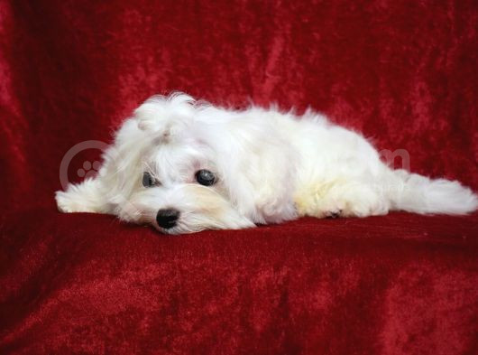 Basik Burun Orji̇nal Maltese Teri̇er Yavrular