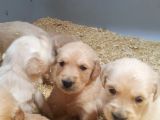 Bebek Yuz 10 Numara Golden Bebekler