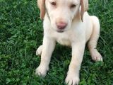 Super Kali̇te Krem Ve Çi̇kolata Labrador Yavrular