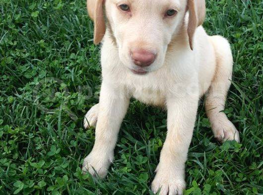 Super Kali̇te Krem Ve Çi̇kolata Labrador Yavrular görsel