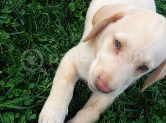 Super Kali̇te Krem Ve Çi̇kolata Labrador Yavrular görsel