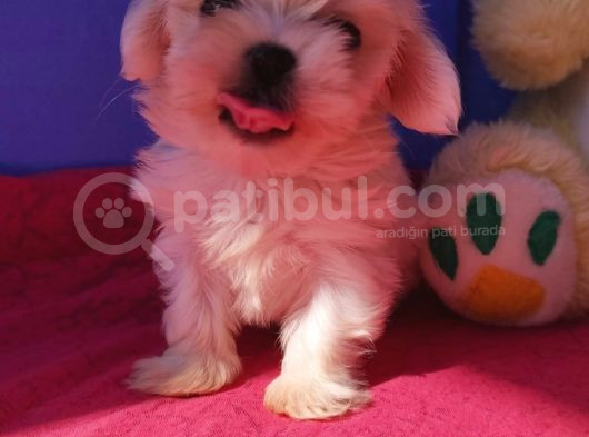 Basik Burun Orji̇nal Maltese Teri̇er Yavrular görsel