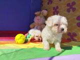 Basik Burun Orji̇nal Maltese Teri̇er Yavrular