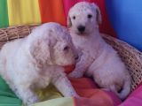 ÜCRETSİZ DEV POODLE YAVRULAR MALZEME KARŞILIĞI