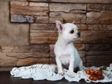 Orji̇nal Mi̇lro Boy Chi̇huahua Di̇şi̇ Yavru