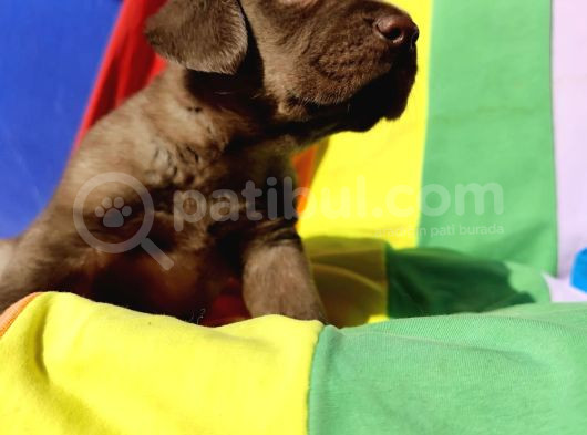 Super Kali̇te Krem Ve Çi̇kolata Labrador Yavrular görsel