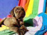 Super Kali̇te Krem Ve Çi̇kolata Labrador Yavrular