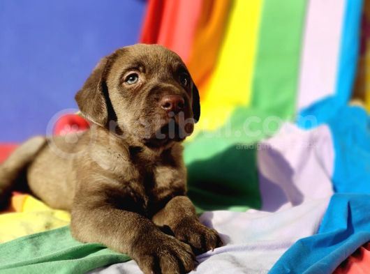 Super Kali̇te Krem Ve Çi̇kolata Labrador Yavrular görsel