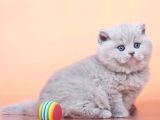 Peluş Lilac British Longhair